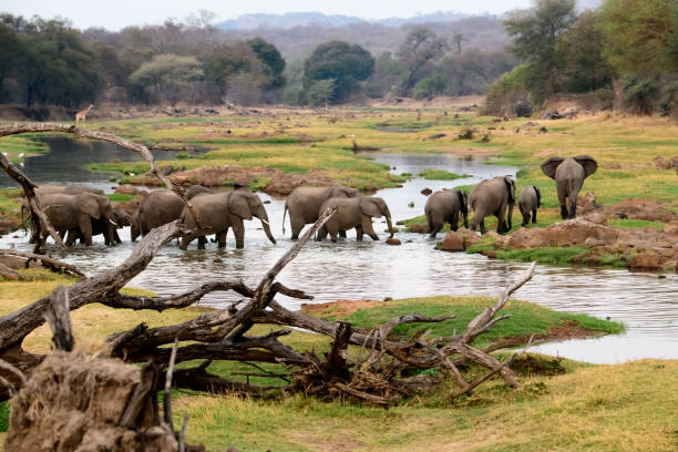 9 days Tanzania safari Tour to Arusha, Lake Manyara, Serengeti (4 nights), Ngorongoro Crater and Tarangire